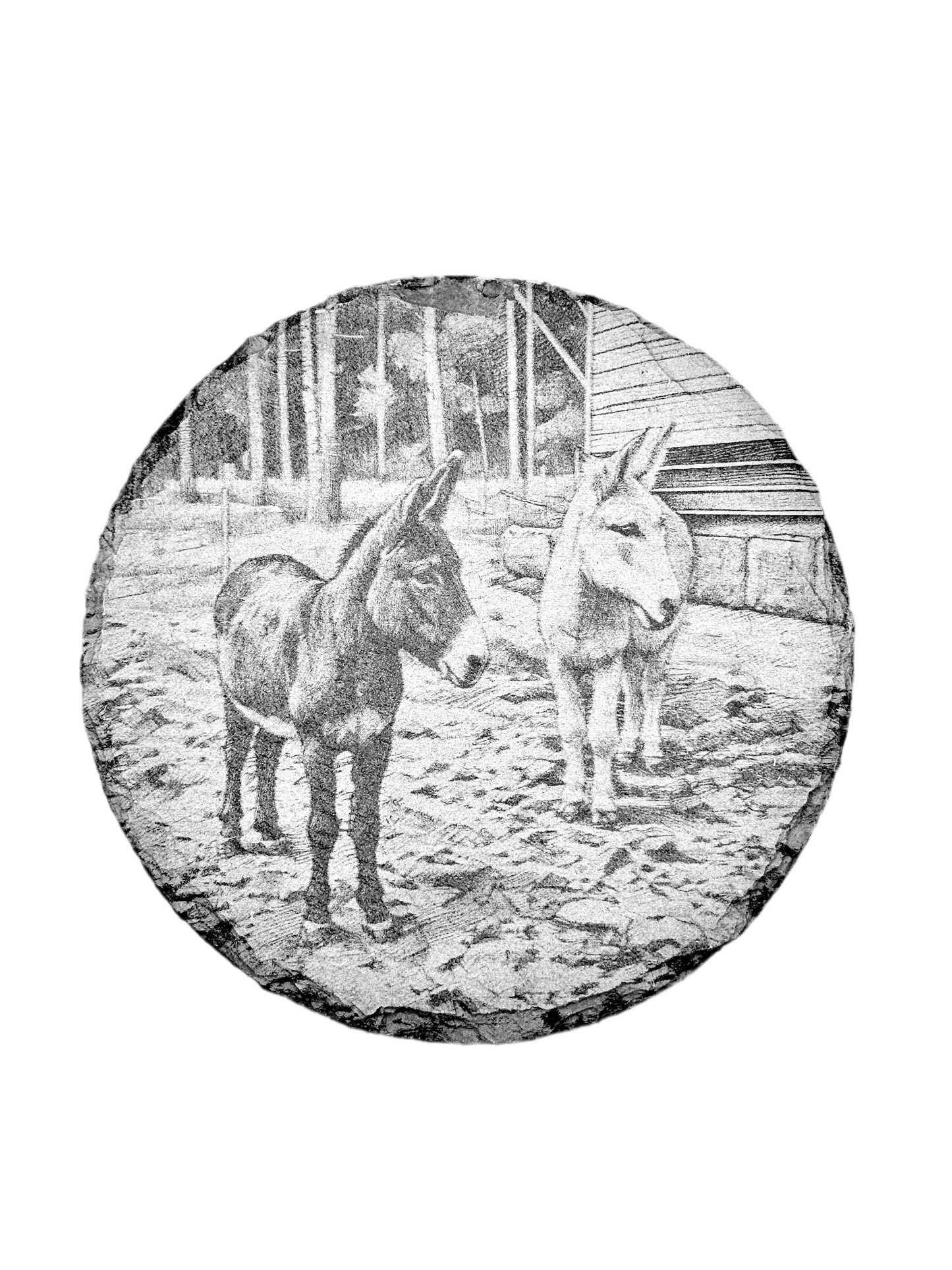 Donkey Farmyard Photo Slate Coasters - Nordland Tides